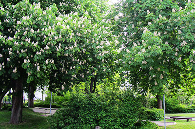 Wohnung Kastanienblick: Kastanienbäume gegenüber der Ferienwohnung