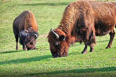 Tiergehege Mundenhof bei Freiburg